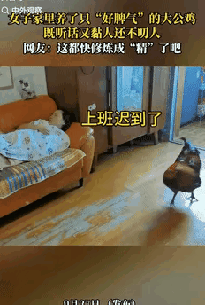 2025年9月27日上海一户人家收到王女士母亲从老家带来的散养公鸡，原计划炖汤补