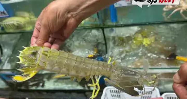 皮皮虾事件游客已删除所有爆料内容