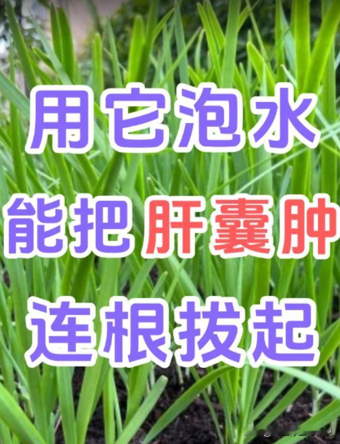 一张鲜为人知的古方，消散肝囊肿很牛今日揭秘一剂传承有序的中医古方——消囊化结