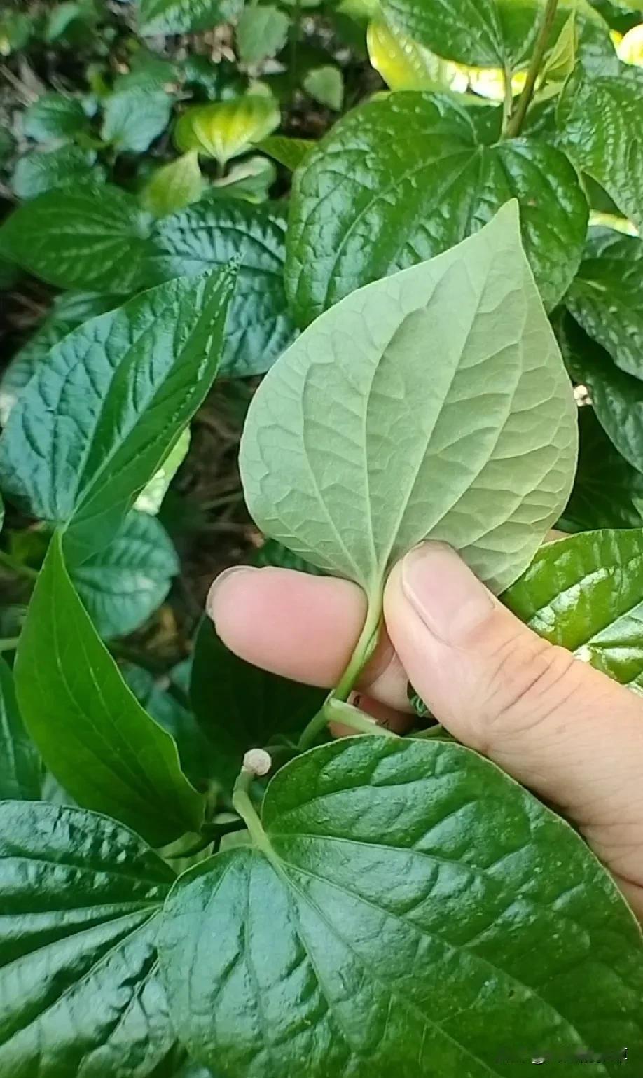 请注意看，这种叶子会散出浓浓的香气，它可是个好宝贝，是一种去腥增香的好食材，特别