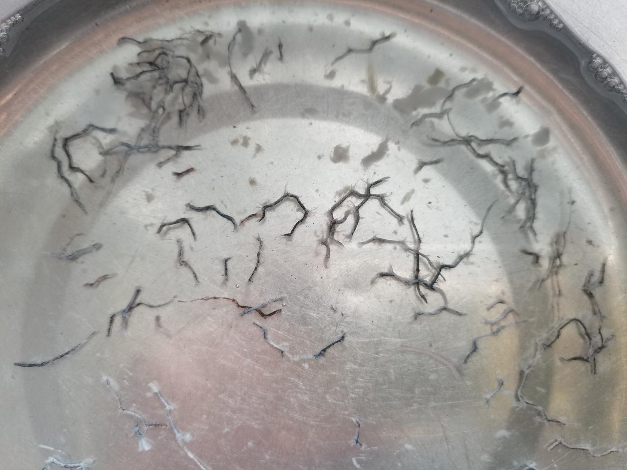 原来虾的身体里真的有两条黑线沈先生今天又买了虾，按照惯例他把虾线挑出来，我来清