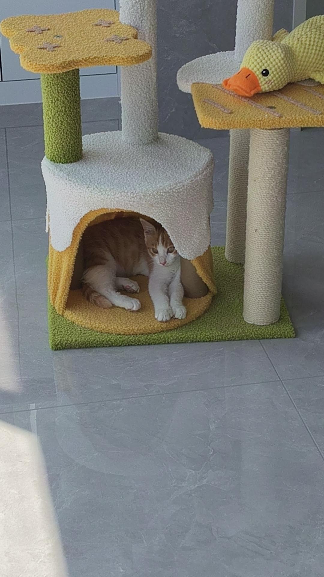 养猫的人都知道，猫咪睡觉的姿势那叫一个五花八门。我家猫就经常四脚朝天露肚皮大睡，