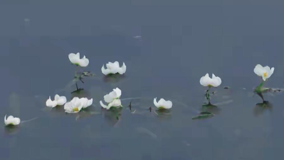 🔥绝美！滇池海菜花刷屏！水质试金石绽放春城。滇池迎来海菜花盛放！纯白小花浮于碧