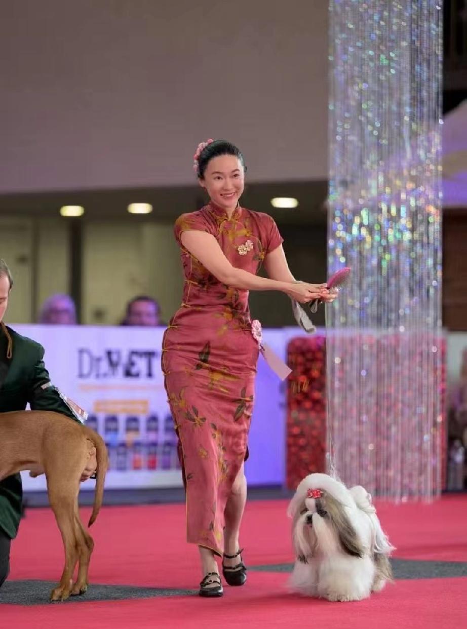 霍思燕穿旗袍牵犬比赛，精修图和生图差别还是挺大的。霍思燕这次在国际犬展上获奖，老