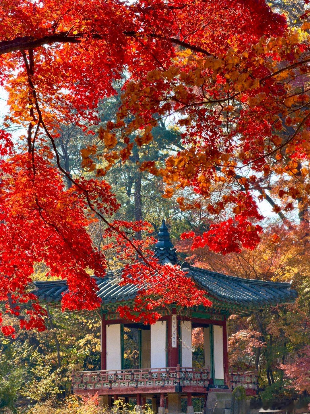 禁苑秋色。世界文化遗产，韩国汉城昌德宫秘苑。昌德宫秘苑始建于明成祖永乐四年（14