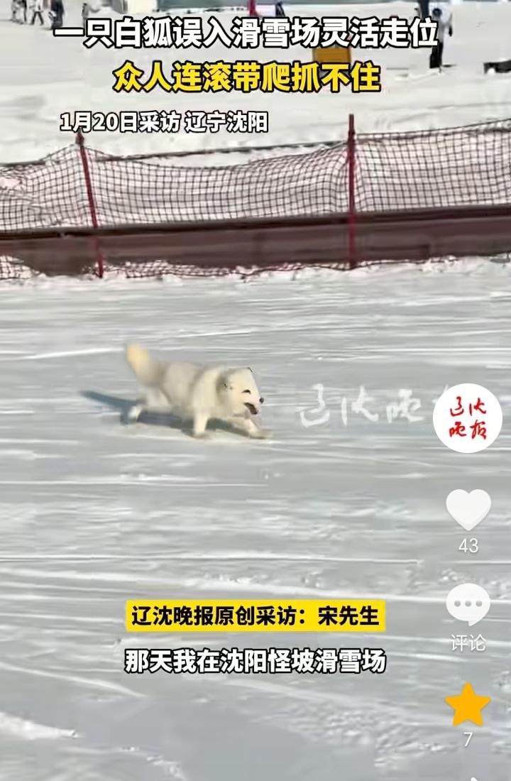 “狡猾的白狐”！辽宁沈阳，男子在沈阳怪坡滑雪场给学员上课的时候，发现了一只白色的