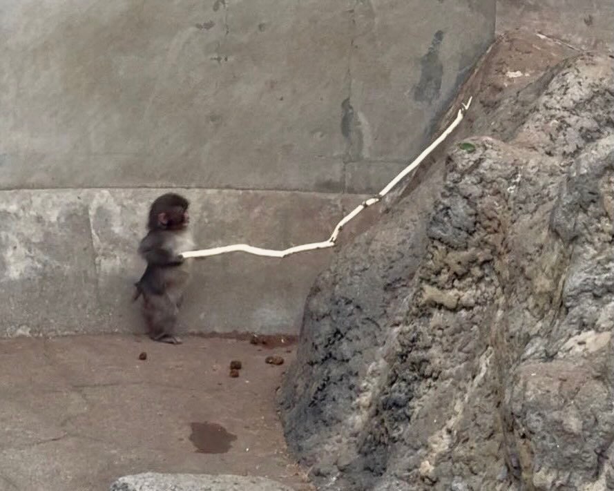 明明自己都不太喜欢社交，却每天担心一只猴子的社交