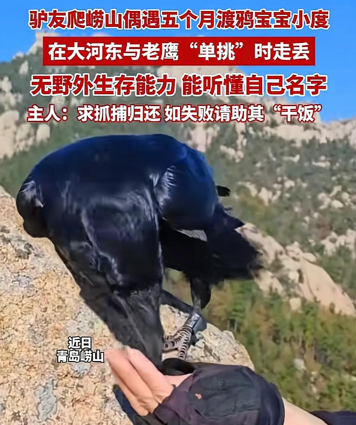 青岛崂山，一驴友爬山时，遇到一只叫小度的渡鸦，非常社牛，敢近距离找人讨吃的，还会