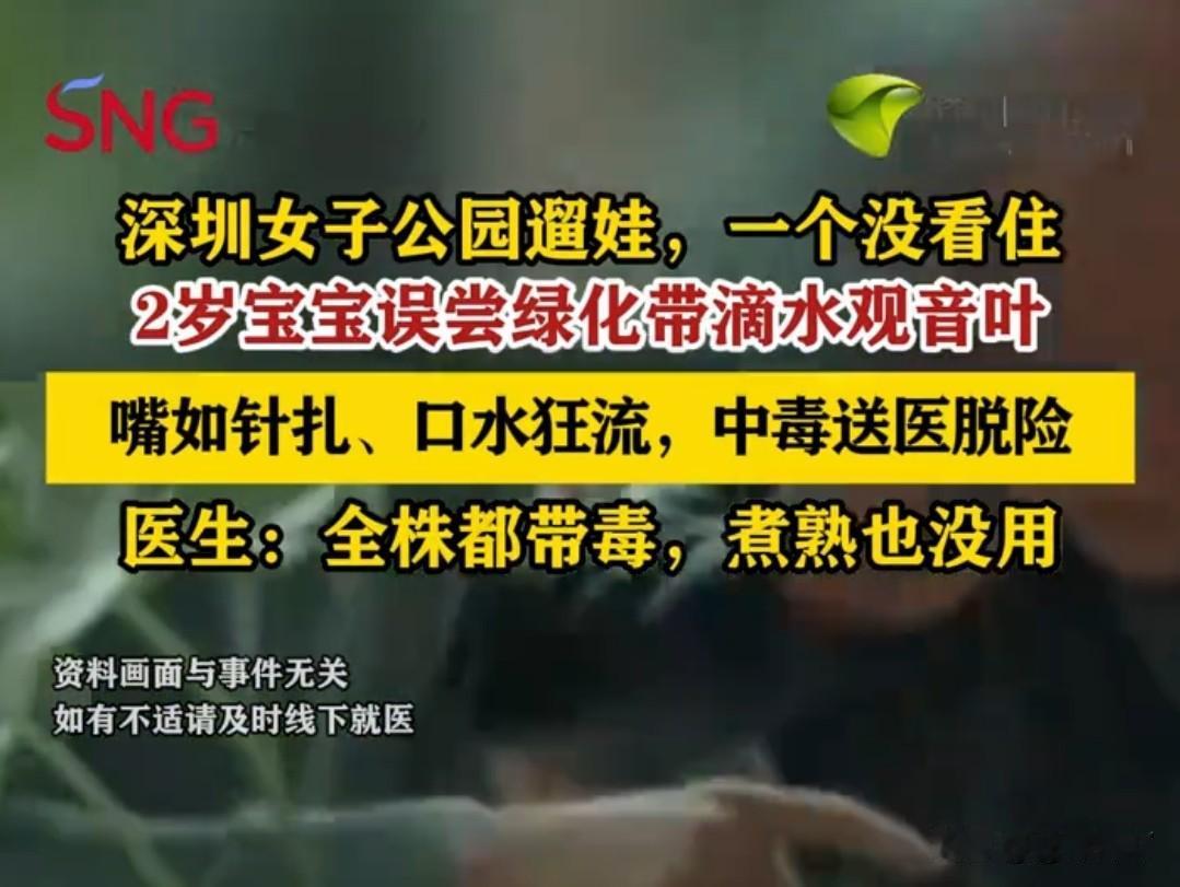 男童误食滴水观音叶片中毒家长务必认清有毒植物近日，一名两岁男童在公园游玩时