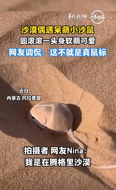 太治愈！内蒙古沙漠阿拉善沙漠，一位户外旅行博主在这里徒步时，偶遇了一只超罕见的野