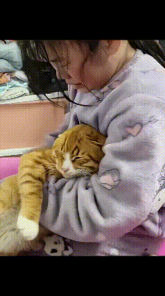 太让人心疼了！一只小猫咪安安静静窝在主人怀里，睡得超香甜，小脑袋耷拉着，完全沉浸