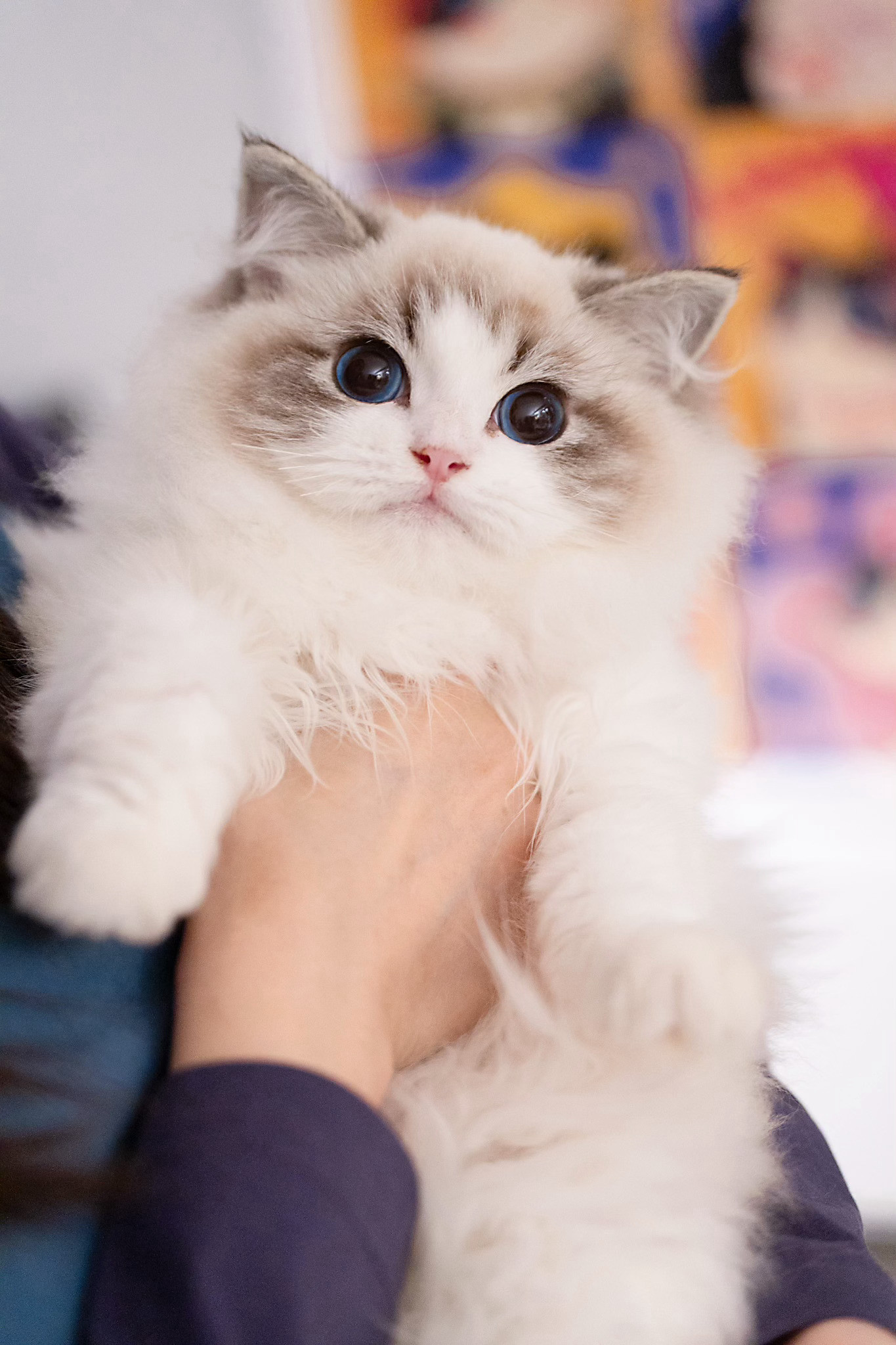 蛤蜊仔的小闺女