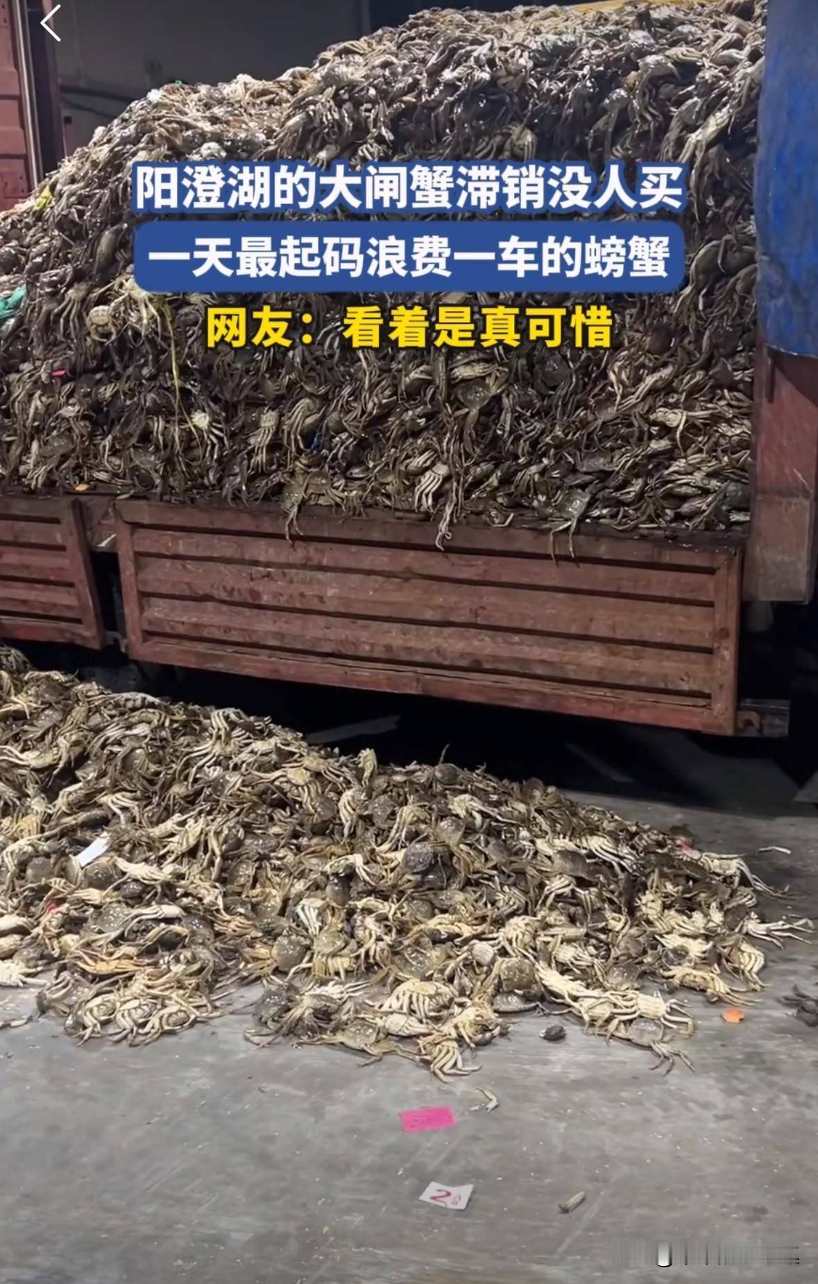 螃蟹滞销没人买，一天要扔掉一货车的螃蟹，因为螃蟹死了就不能吃了。真是浪费，我们