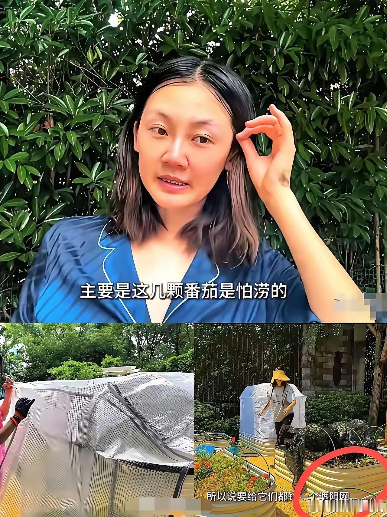 郑恺天天压力大的原因找到了，苗苗这个老婆真是能折腾！她种菜让人看的直摇头。​不让