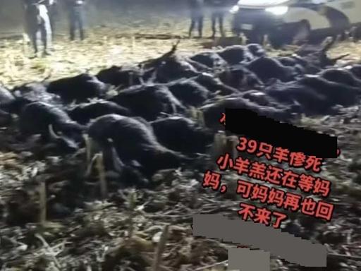 到底是谁的责任？5月1日报道，六旬老夫妻私自赶39只羊闯进他人承包玉米地啃食庄稼