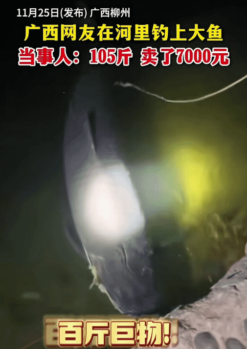 “卖亏了吗？”广西柳州，男子去河边夜钓。突然，钓上105斤大鱼，卖了7000元。