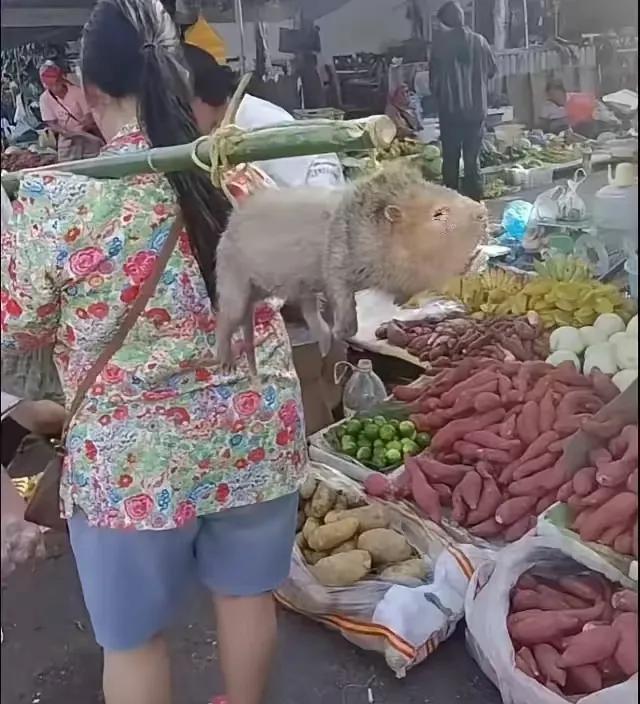 在集市上看到这位大姐背着这一个动物，也不知道她是买的还是卖的，头一次看到这个动物