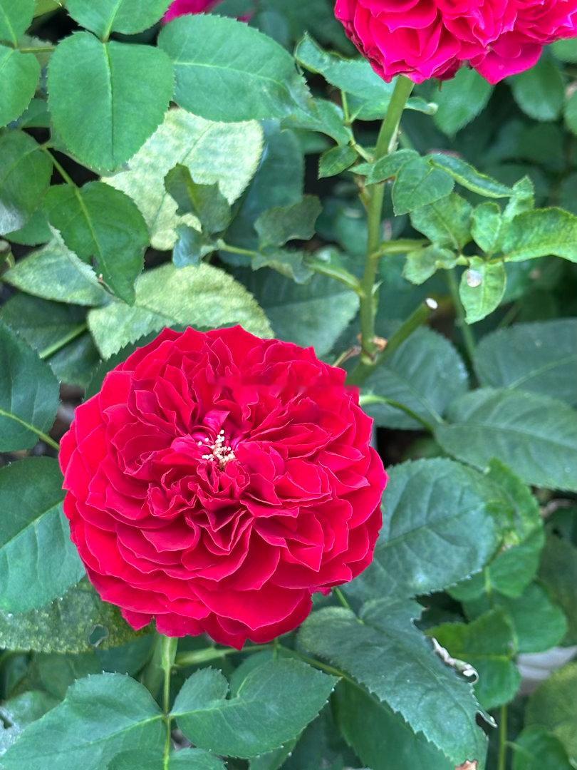 看看花