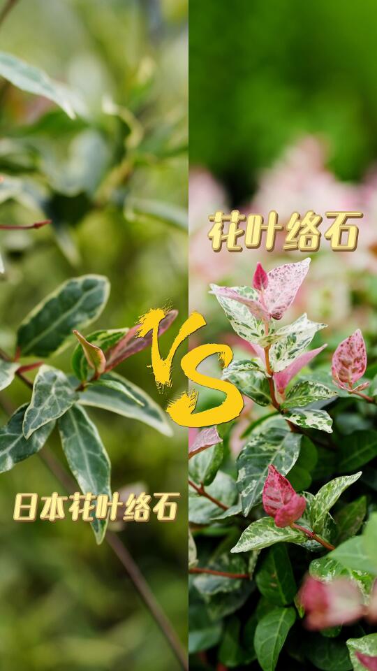 日本花叶络石VS花叶络石，你选哪个？