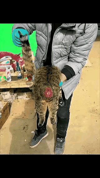 一只可爱的猫，没有招谁，没有惹谁，就这样被恶人生生的剁掉了尾巴，这人得多么的扭曲