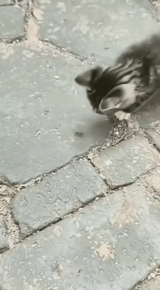 都说好奇害死猫，用在我家猫咪身上正正好。今天带猫出去遛弯，猫咪对地上的一只马蜂产
