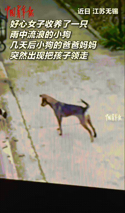 太有灵性了！江苏无锡，女子在雨中捡了一只小流浪狗，担心它受凉挨饿就收留了它，没想
