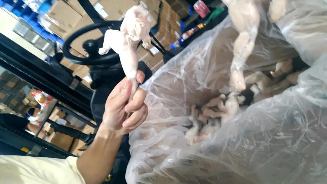 瞒不住了，玩起双套路！8月3日上海，澎湃新闻记者历时一月暗访福建、广东多家牛蛙
