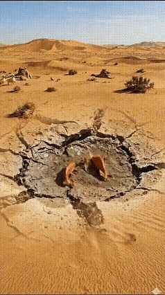 两只小鸭子太善良了[赞]