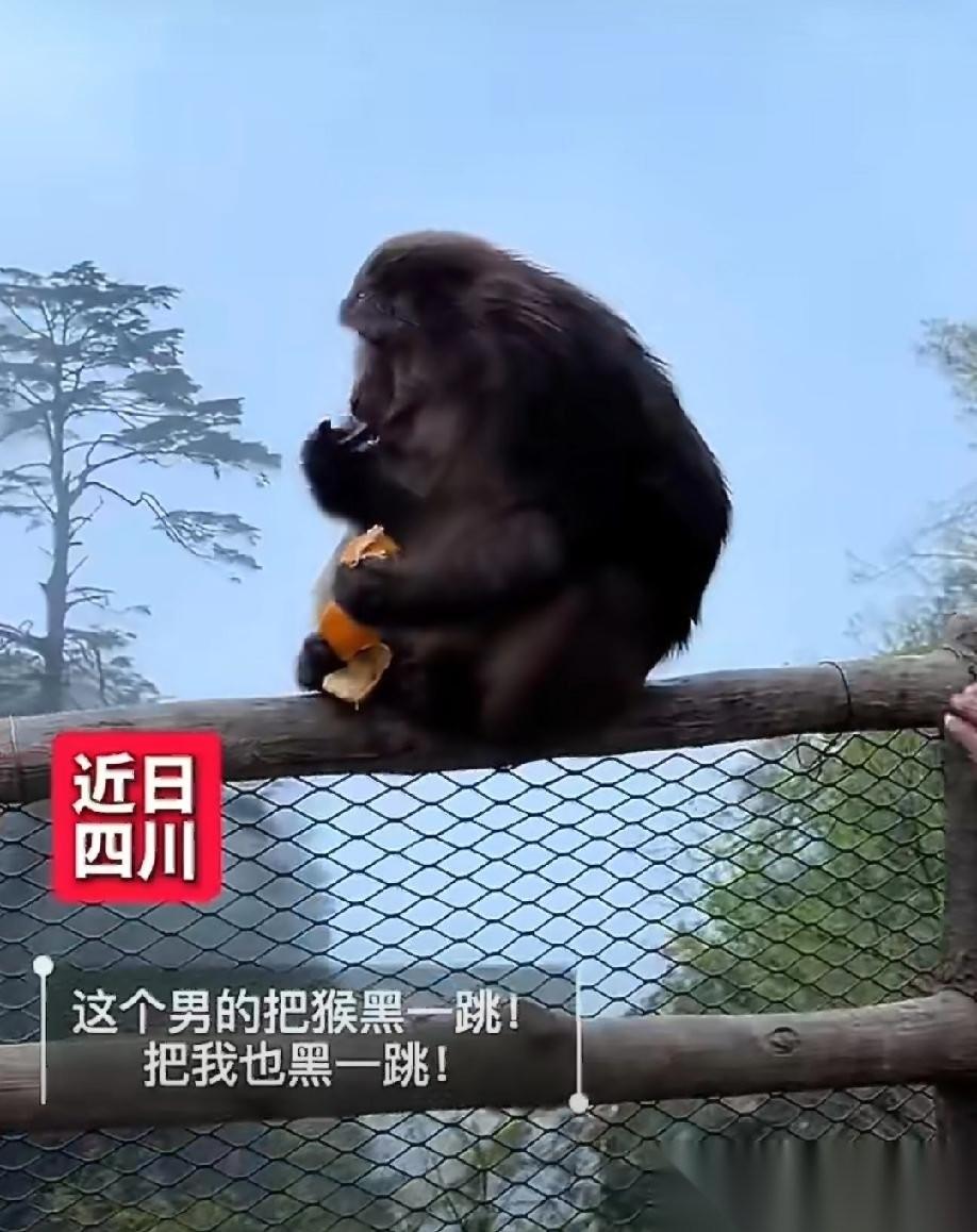 四川乐山，一只猴子正蹲在悬崖边安安静静剥橘子吃，一个男人悄无声息走近，突然伸手，