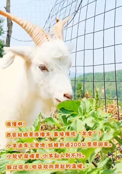 内蒙古小羊在西安女孩家很适应！姑娘牵着它出门吃草，返程的时候小羊认得回家的路，