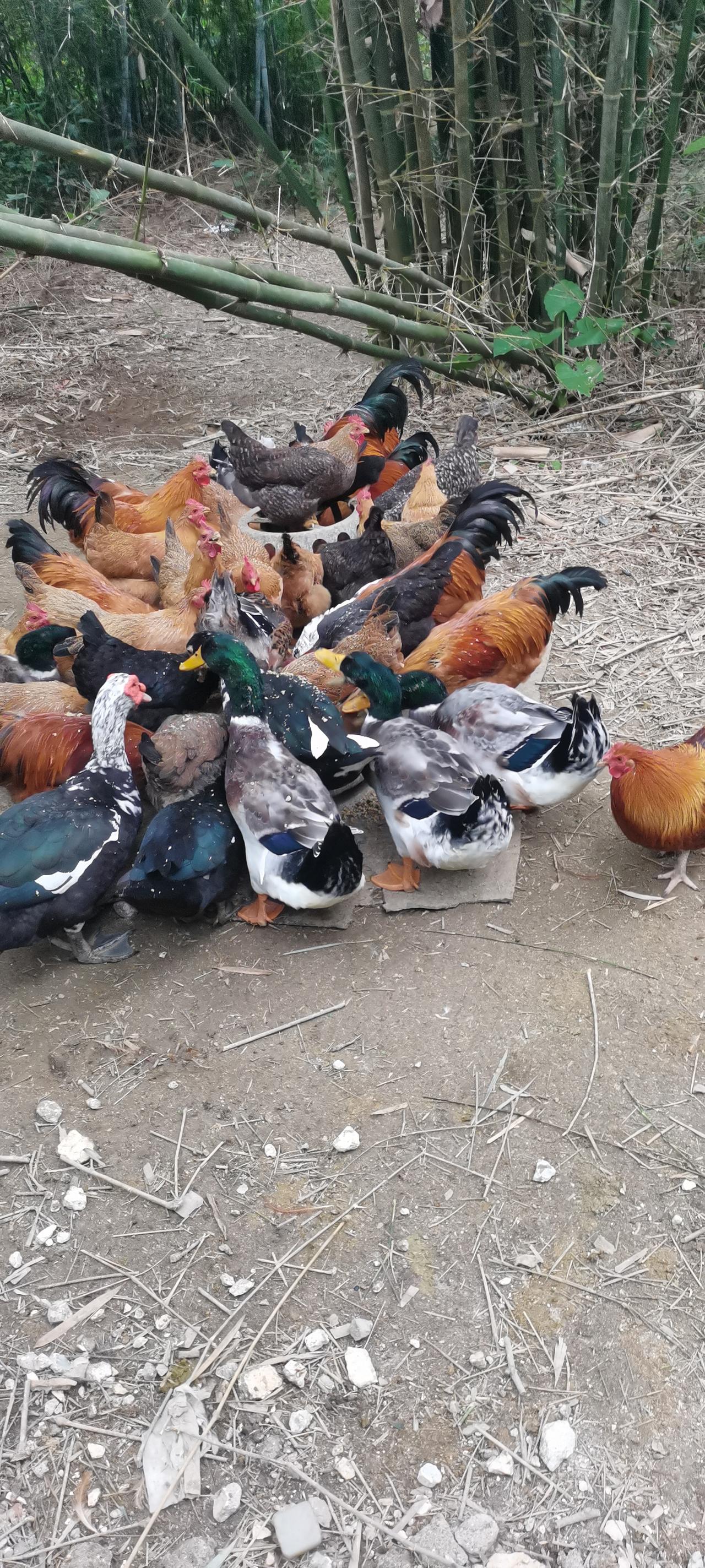 在农村能种粮食，既环保又能养点家畜，你认可吗
