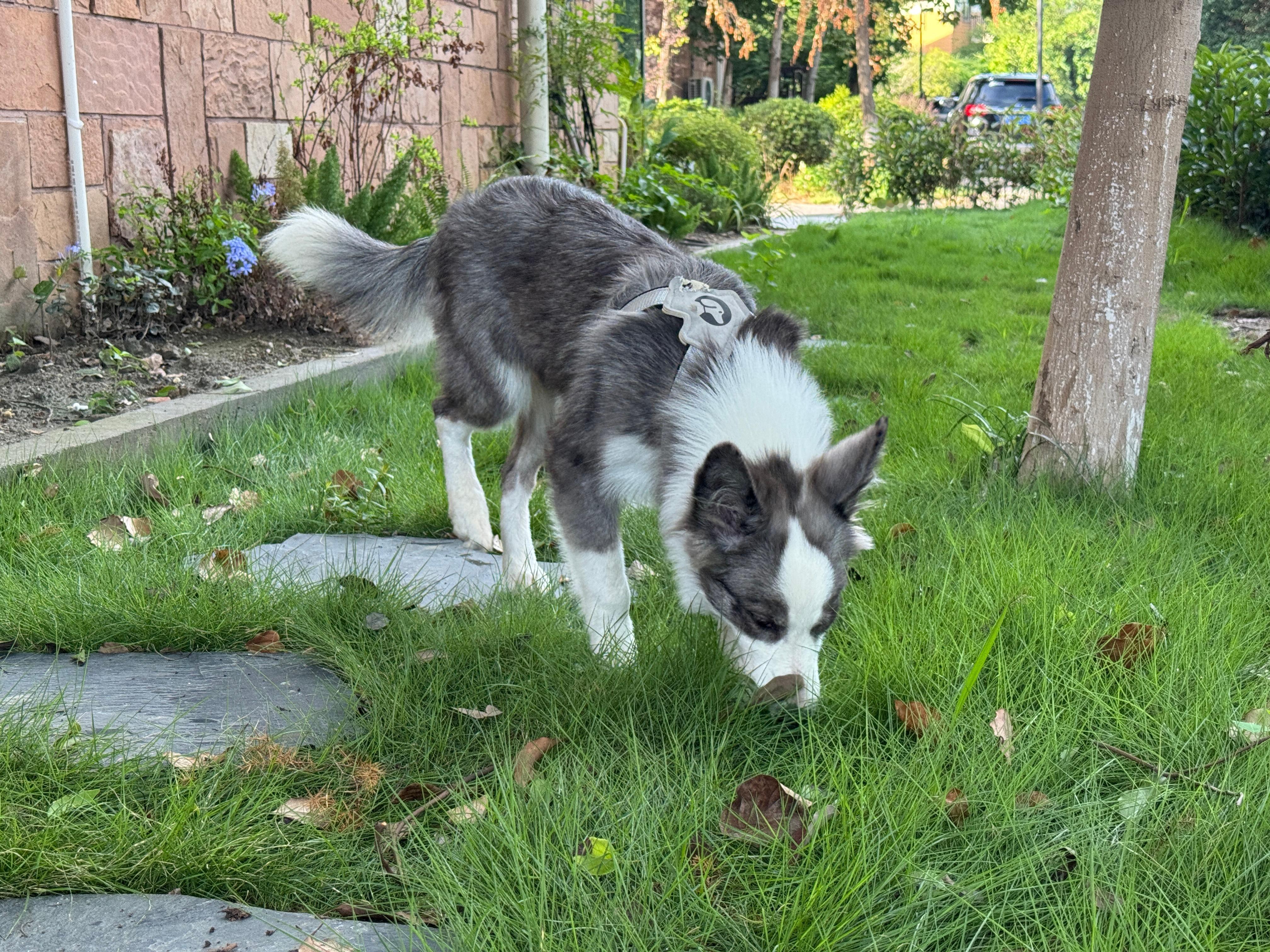狗子🐶你是真的爱草地，等待秋季我会把侧院给你种满草宠物摄影边牧​​​