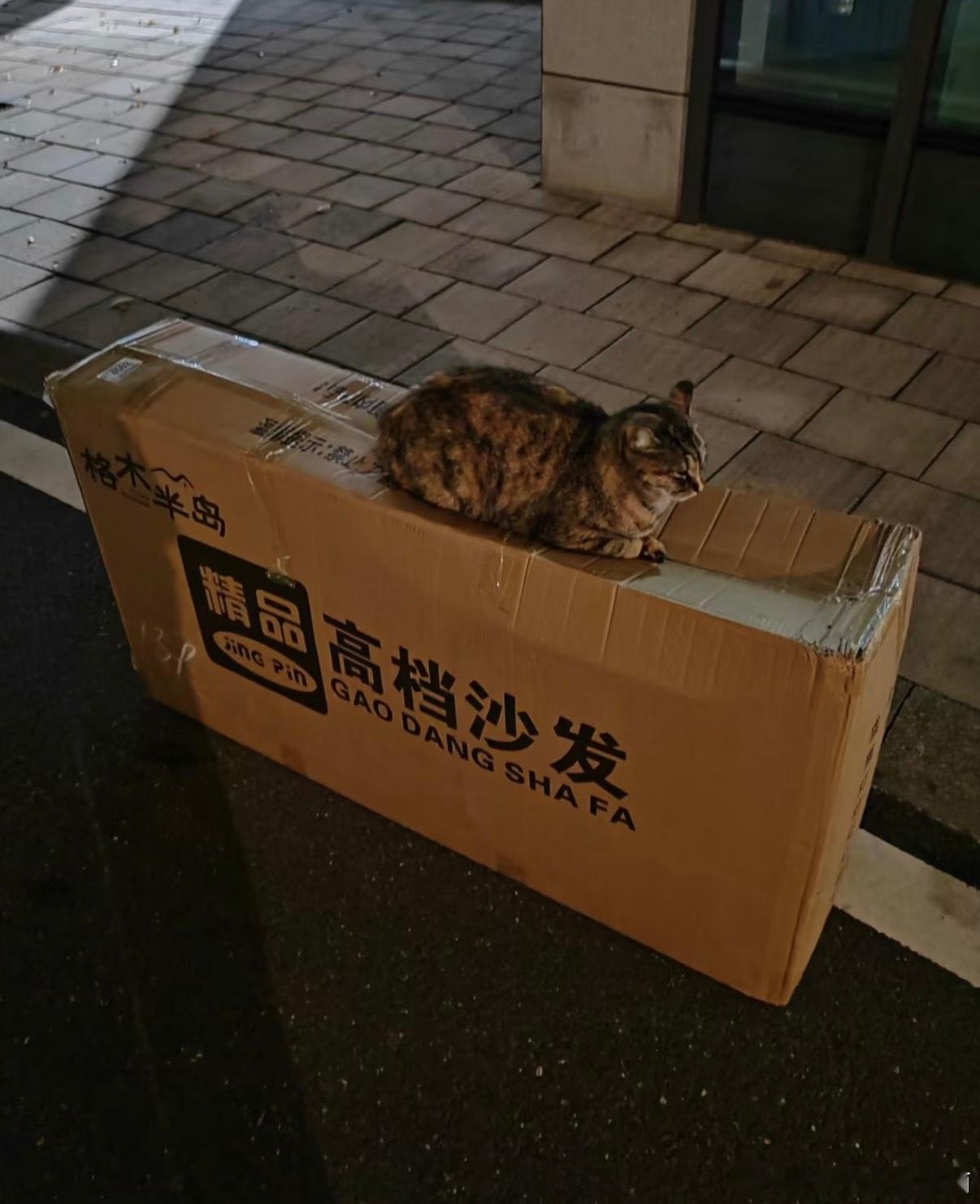 燕子爸妈都是文化人