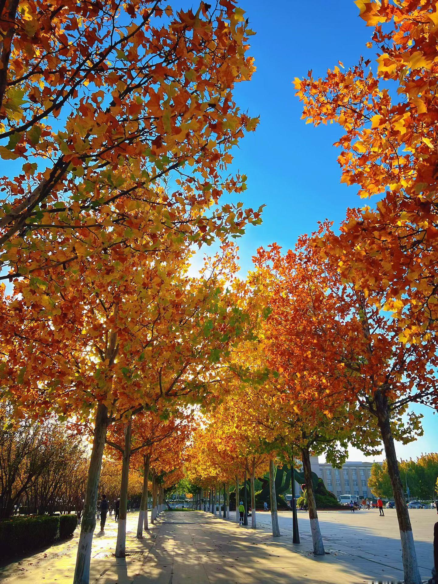居然还有秋假，秋天的气息已经这么明显，是不是多放几天更好