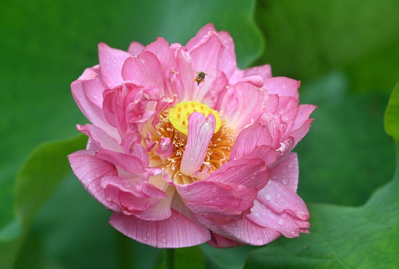 圆规为什么可以画圆？因为脚在走，心不变。你为什么不能圆梦？因为心不定，脚不动。人