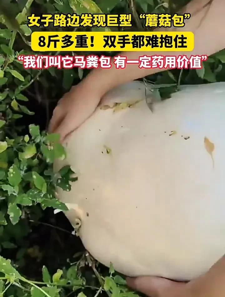 真是太幸运了！8月13日，黑龙江齐齐哈尔一名女子发视频称，自己在路边发现一个巨型