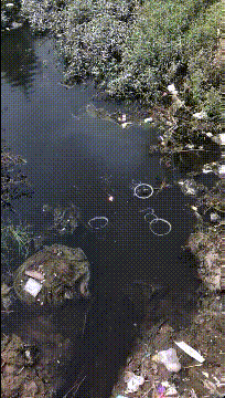 这是钓鱼佬吸烟太多鱼都上瘾了？