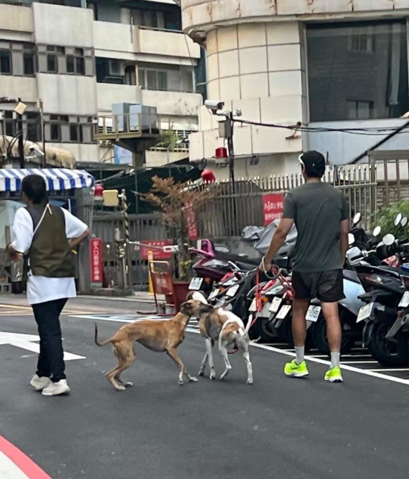 43岁彭于晏外出跑步遛狗，他穿着短裤，大汗淋漓。身材很高挑，胸肌若隐若现，真的很