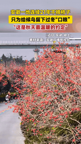 安徽颍上一游客发现一件怪事,满街的柿子都熟了,但没有一个人去摘,就这么让它们在那