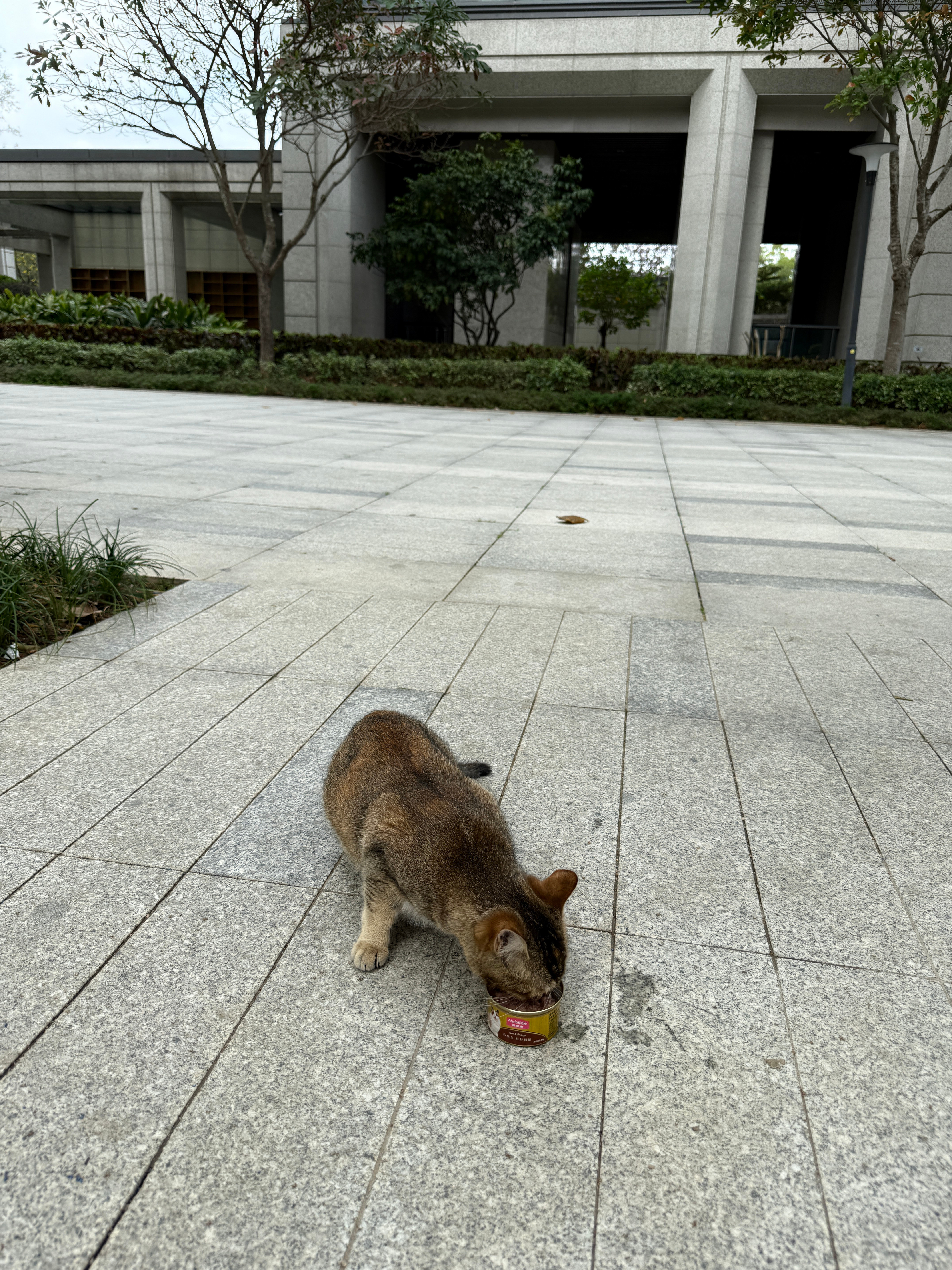 楼下的流浪猫经常碰到它总会跟着我很粘人很可爱但说实话我不喜欢猫可是有