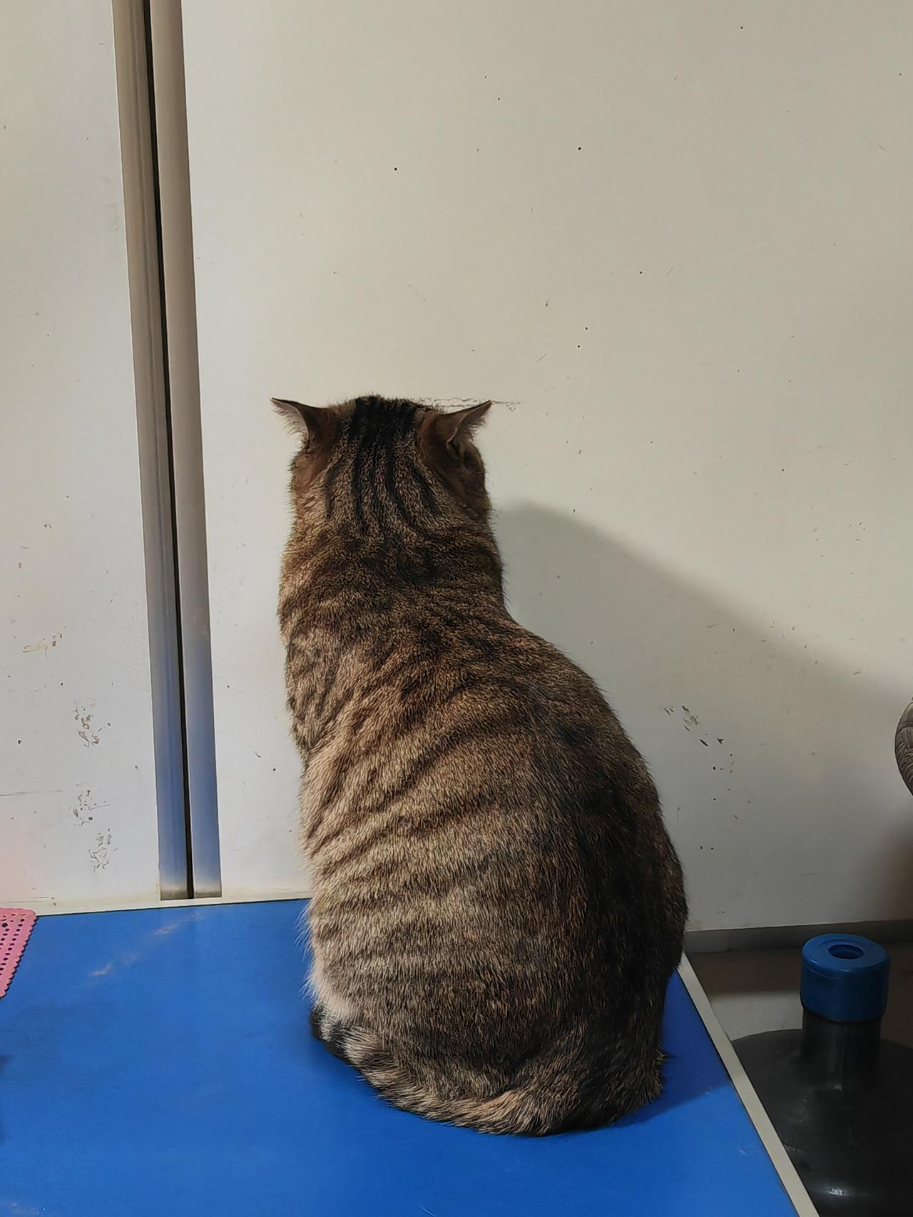 冬天，商店里的石墨烯取暖板，取暖板下边有个茶几，猫出去转一圈，由于天冷，猫回来后