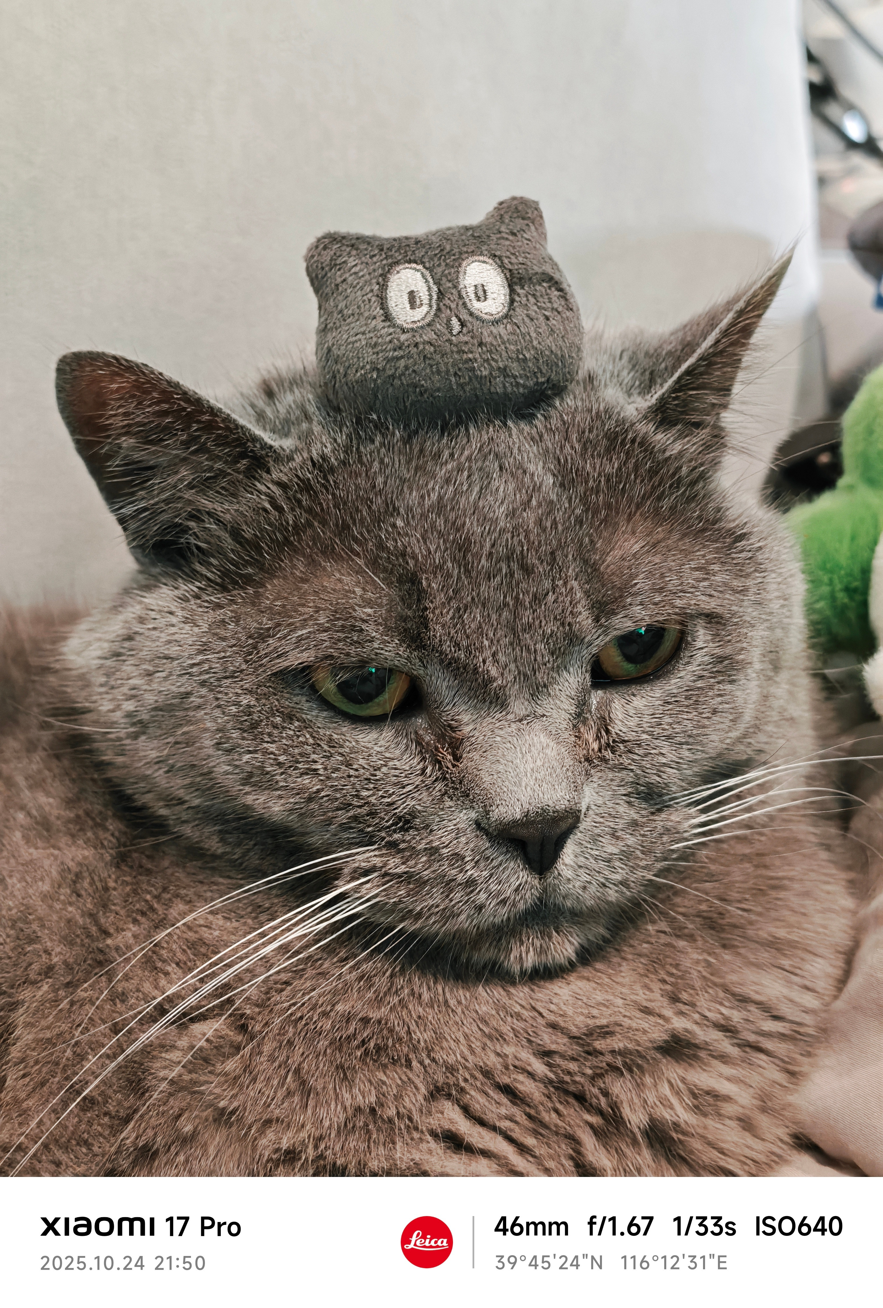 淡定张小猫[滑稽笑][滑稽笑][滑稽笑][滑稽笑]​​​