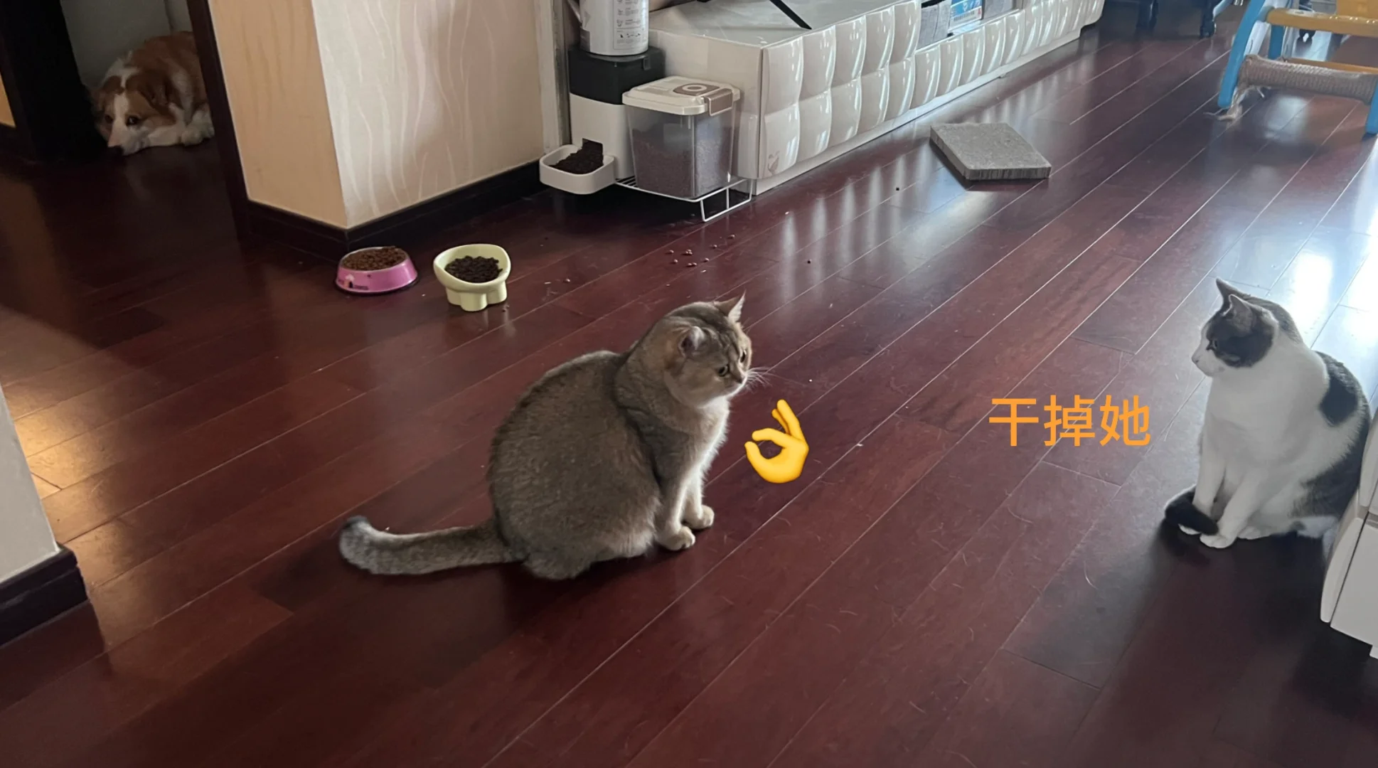 新猫入住的第三天……