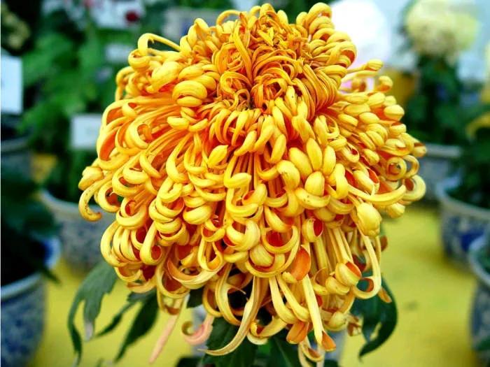 46岁肝癌晚期男子，拒化疗绝食两周离世！笑着安排后事：我不想拖累任何人前阵