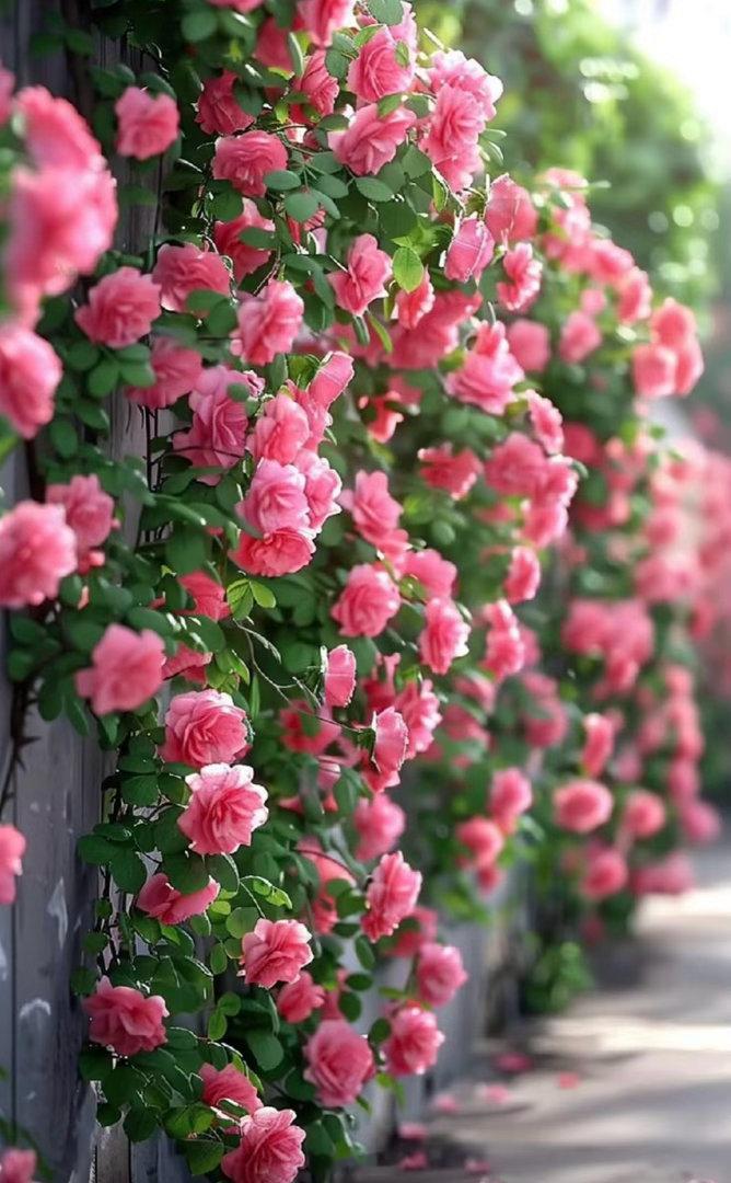 蔷薇的种植：1、种植方法种植蔷薇花可以采用播种的方法，蔷薇花的最佳播种时间是在每