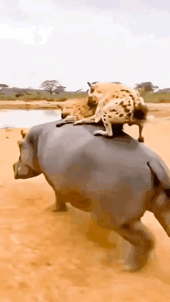 这河马也太坏了，直接鬣狗把带进河里面喂鳄鱼了[大笑][大笑][大笑][大笑][