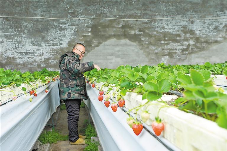 科技赋能 深耕绿色种植
