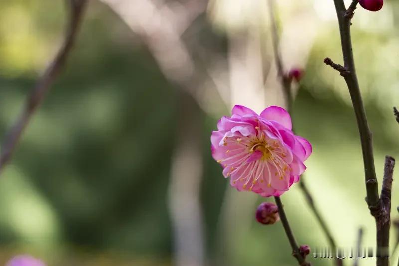 腊梅你喜欢哪个颜色的?探寻腊梅之色，感悟傲雪精神在冬日的凛冽寒风中，