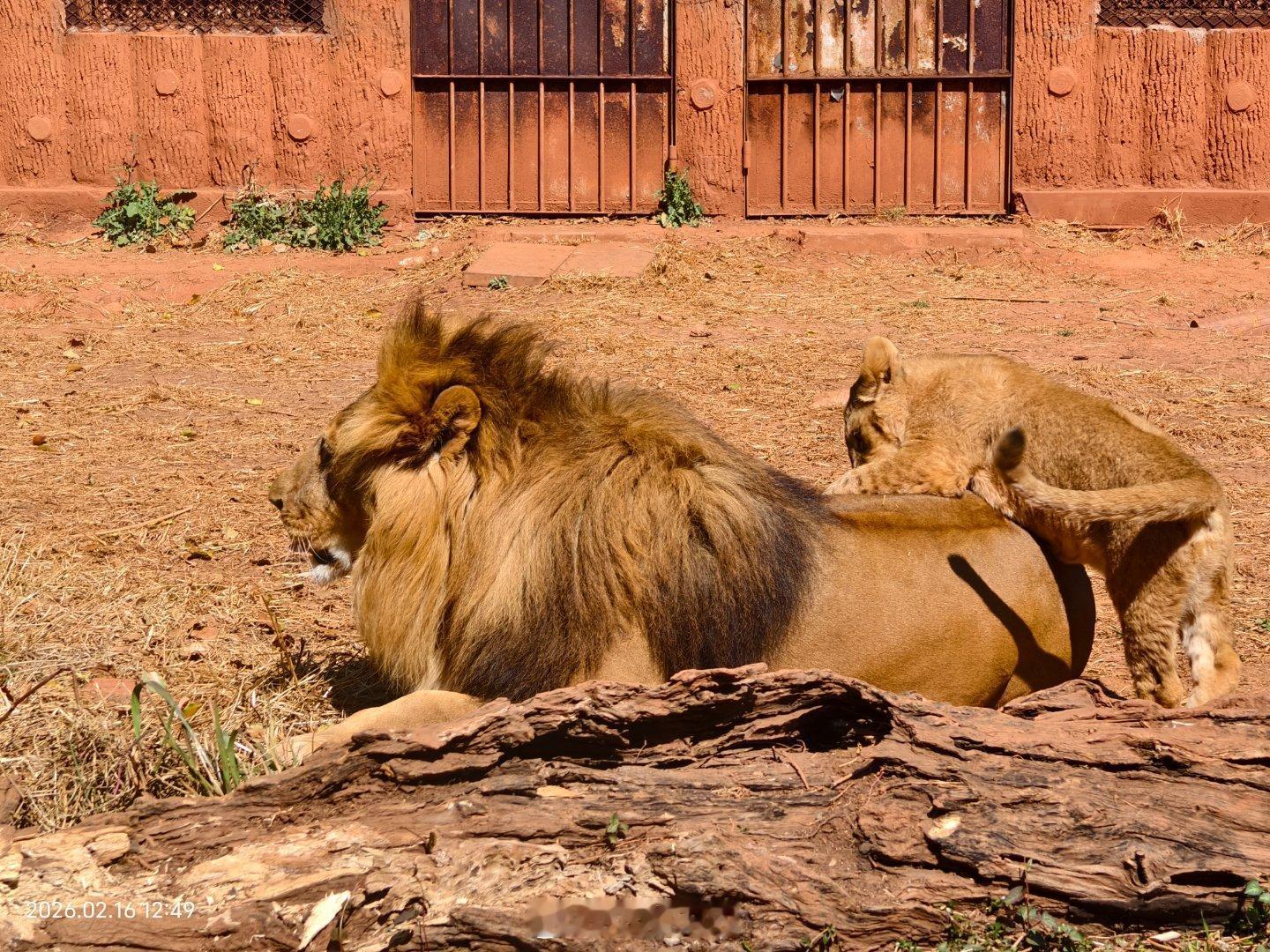有编的狮子一家五口过着无忧无虑的生活。昆明·昆明动物园