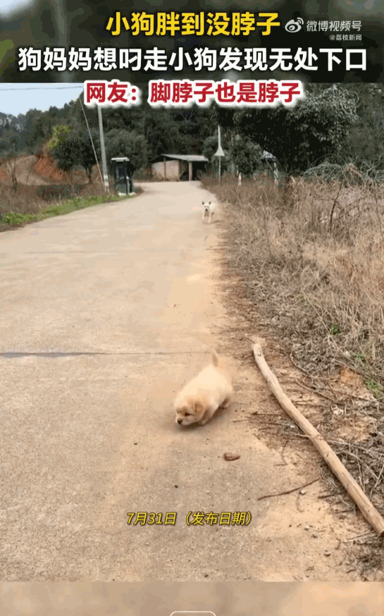笑不活了！一只小狗崽独自在路边瞎溜达，狗妈妈一路快步赶来准备执行家法，哪知道这小